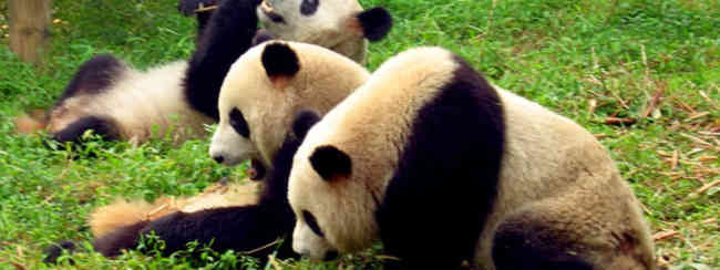 Lu Zhi: panda protector